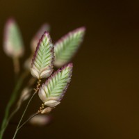 Eragrostis unioloides (Retz.) Nees ex Steud.